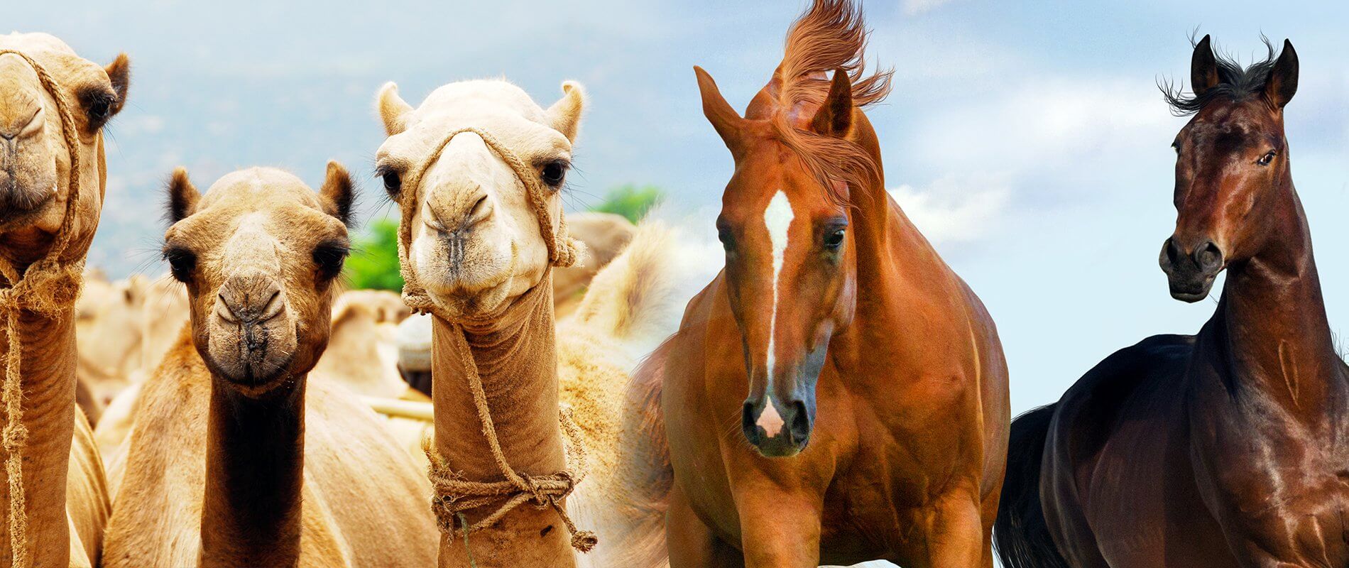 horse camel